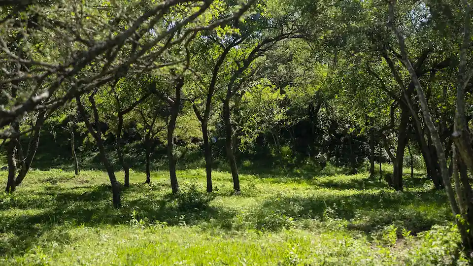 colinas de cantamé