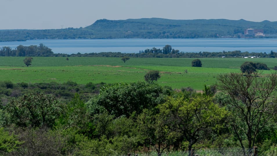 dalmacio