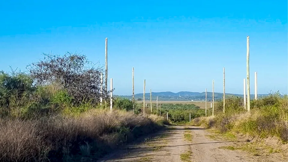 dalmacio